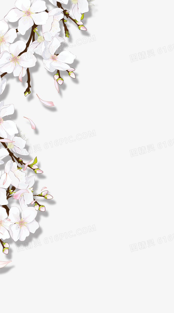 樱花白色花朵装饰