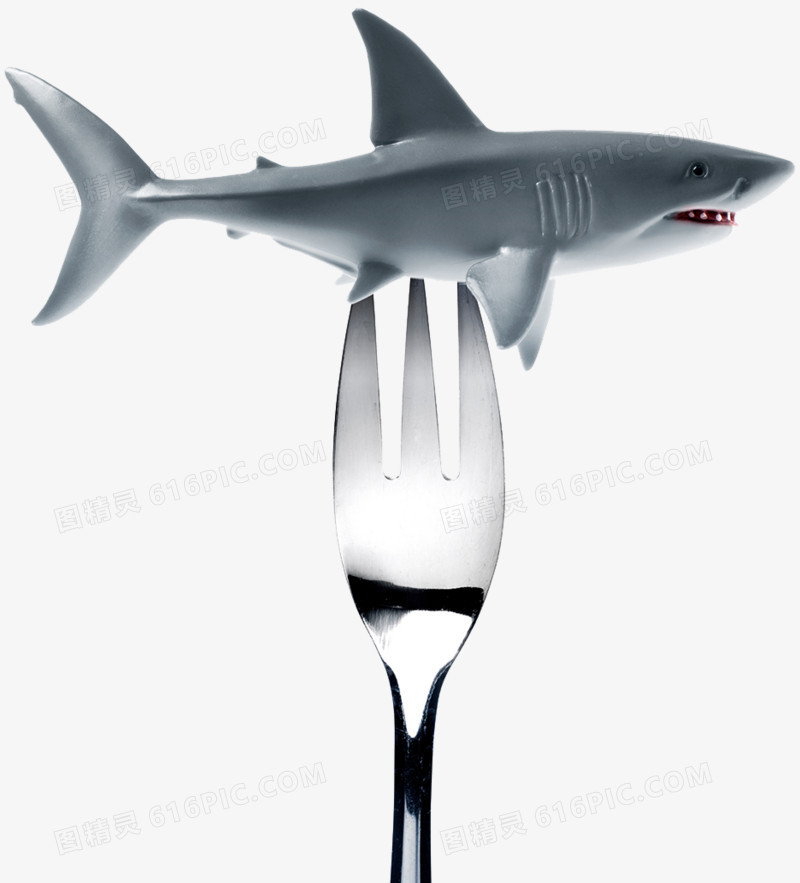 禁止捕食鲨鱼