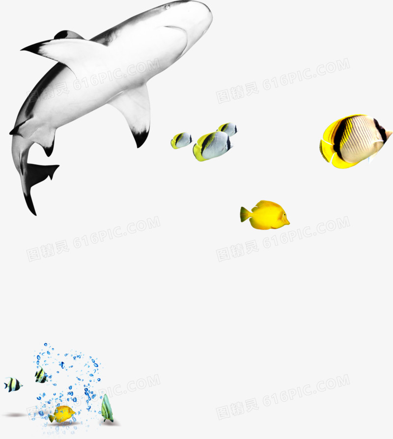 白色鲨鱼黄色海鱼素材