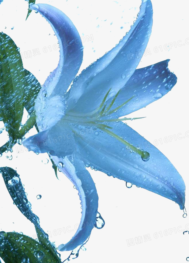 花卉