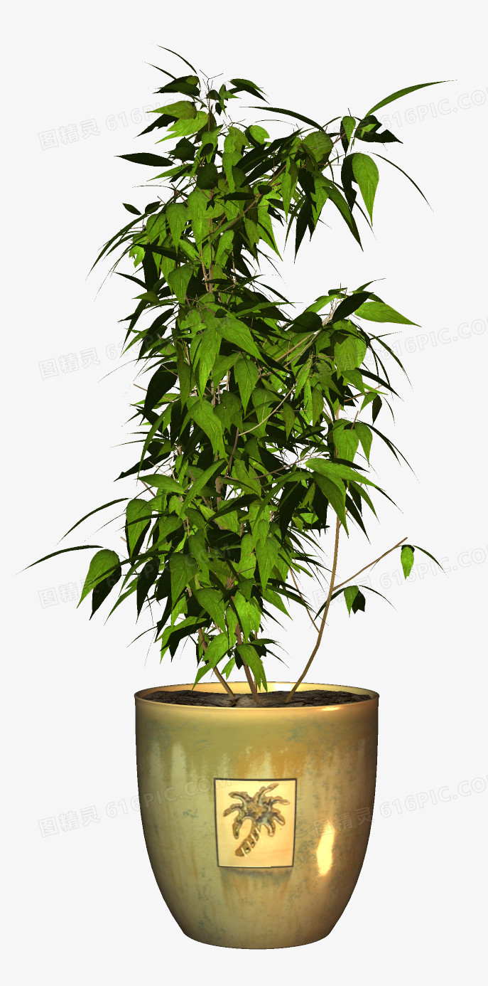 盆栽