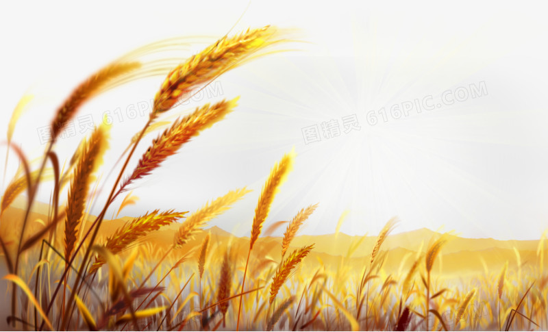 阳光下金黄的麦穗和远山