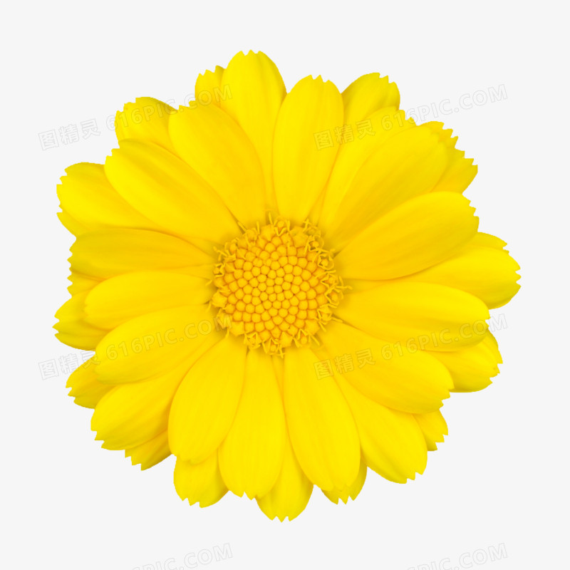 手绘花朵图片植物花卉素材 黄色唯美花朵
