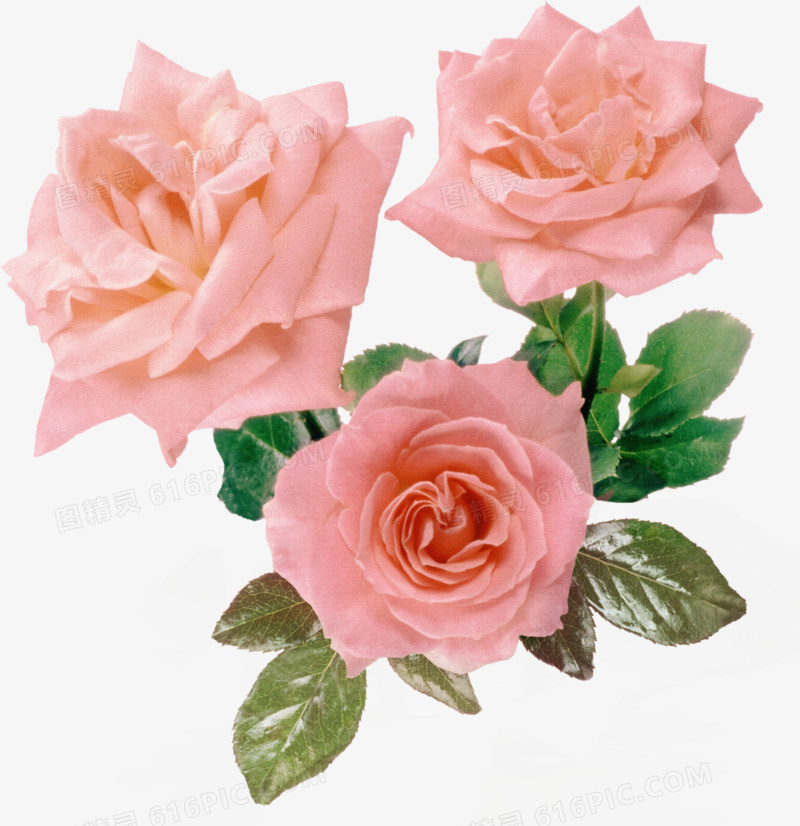花卉唯美花卉图片 粉玫瑰