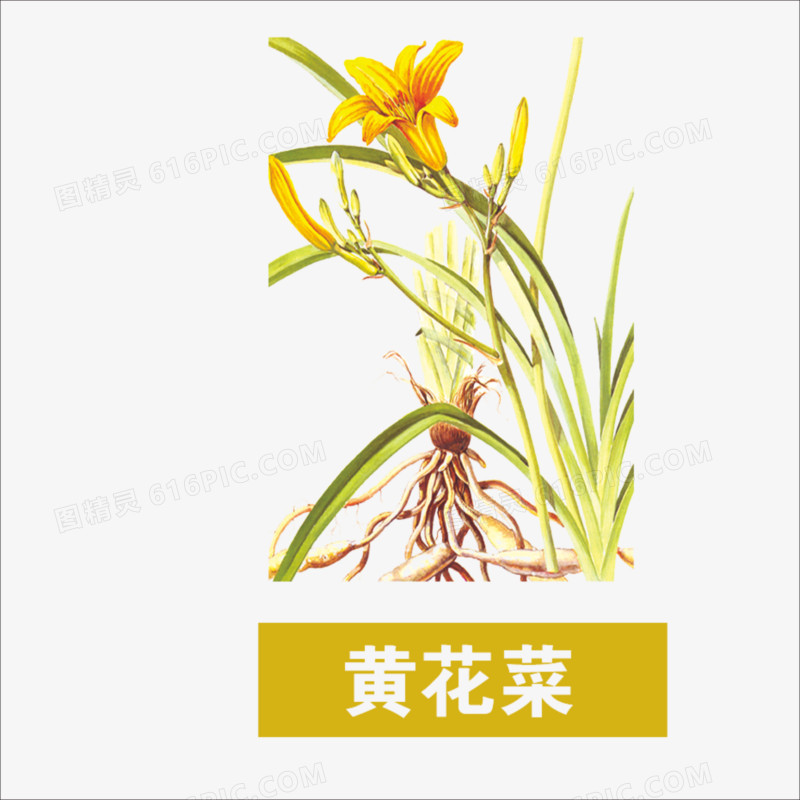 黄花菜