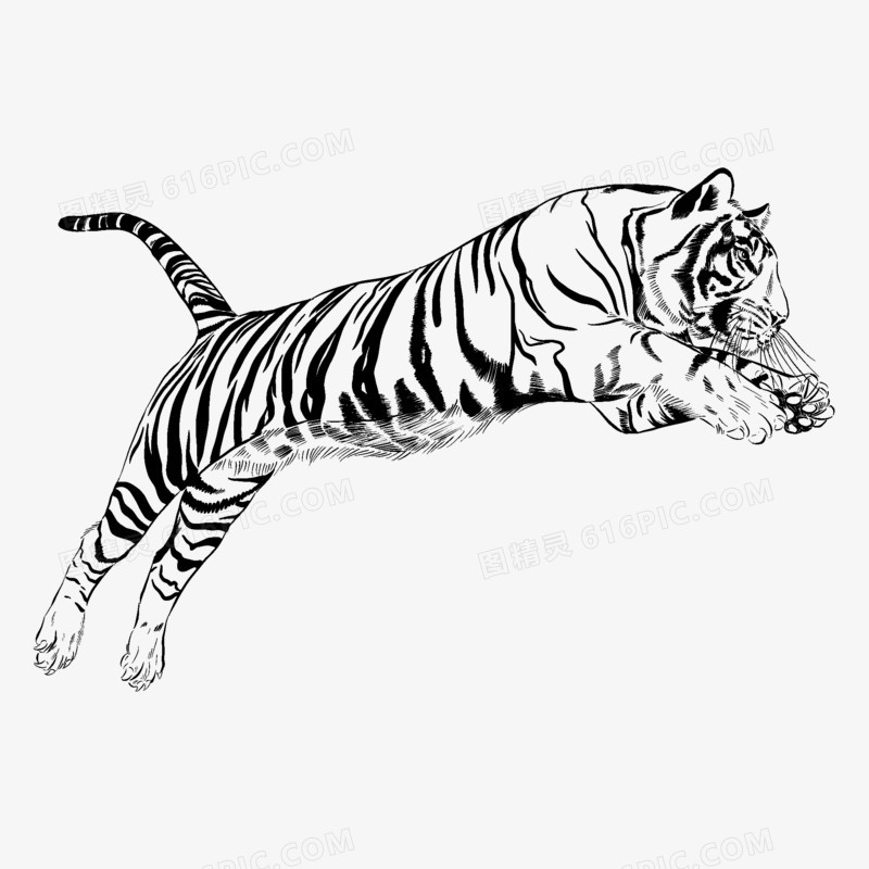 黑白线条手绘跳跃的老虎免抠元素