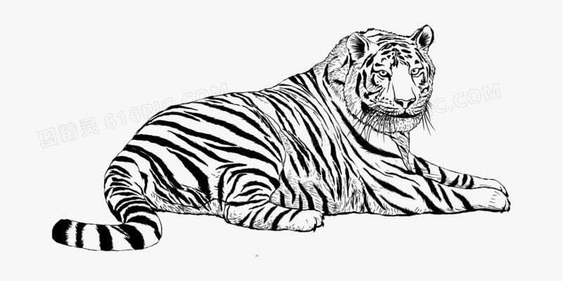 坐着的老虎简笔画简便图片