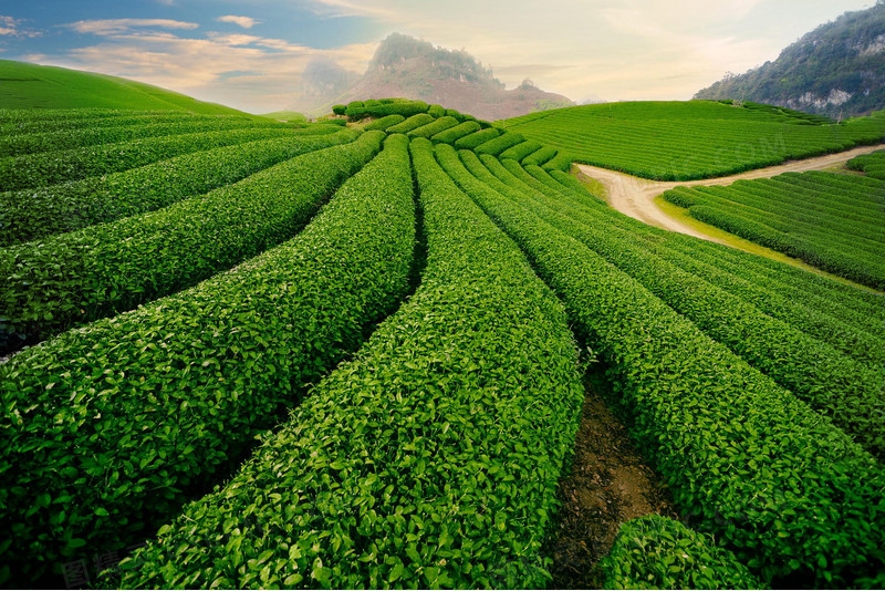 蓝天白云山峰茶叶