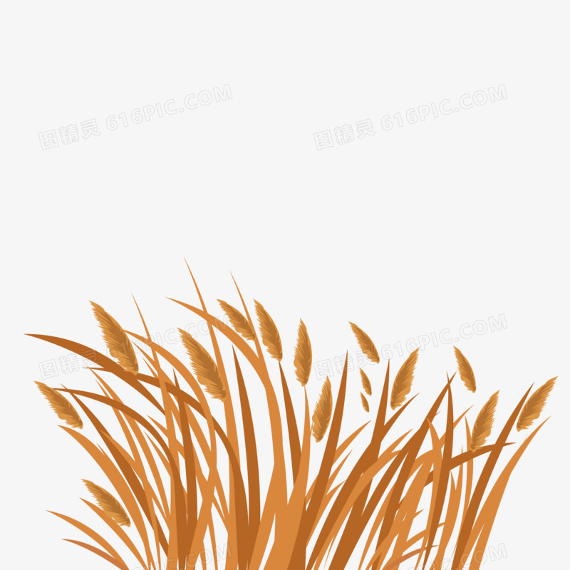手绘植物芦苇素材