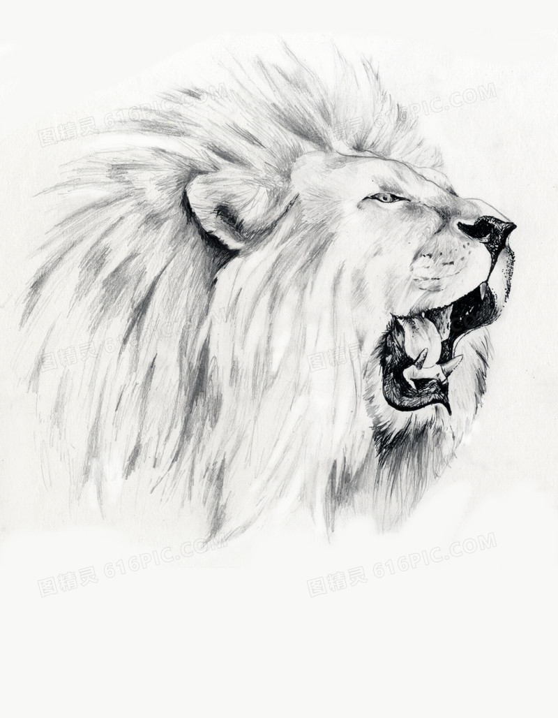 手绘黑色素描狮子头