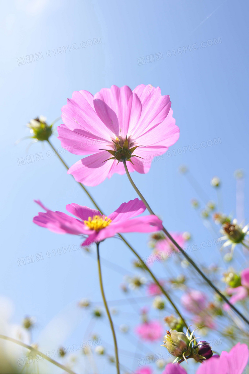 微镜花朵