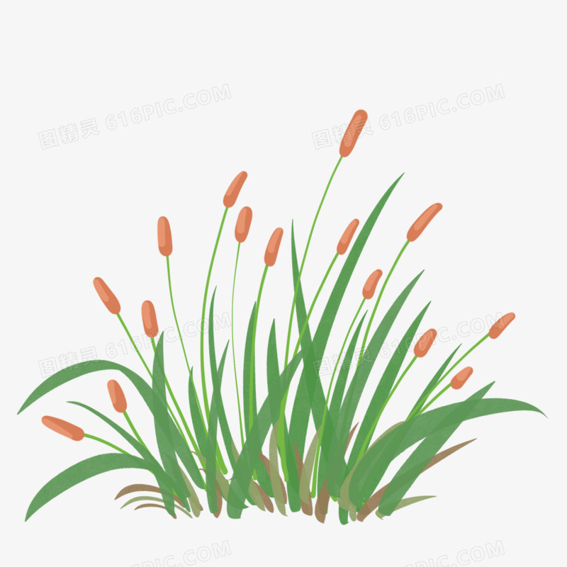 卡通手绘植物芦苇元素