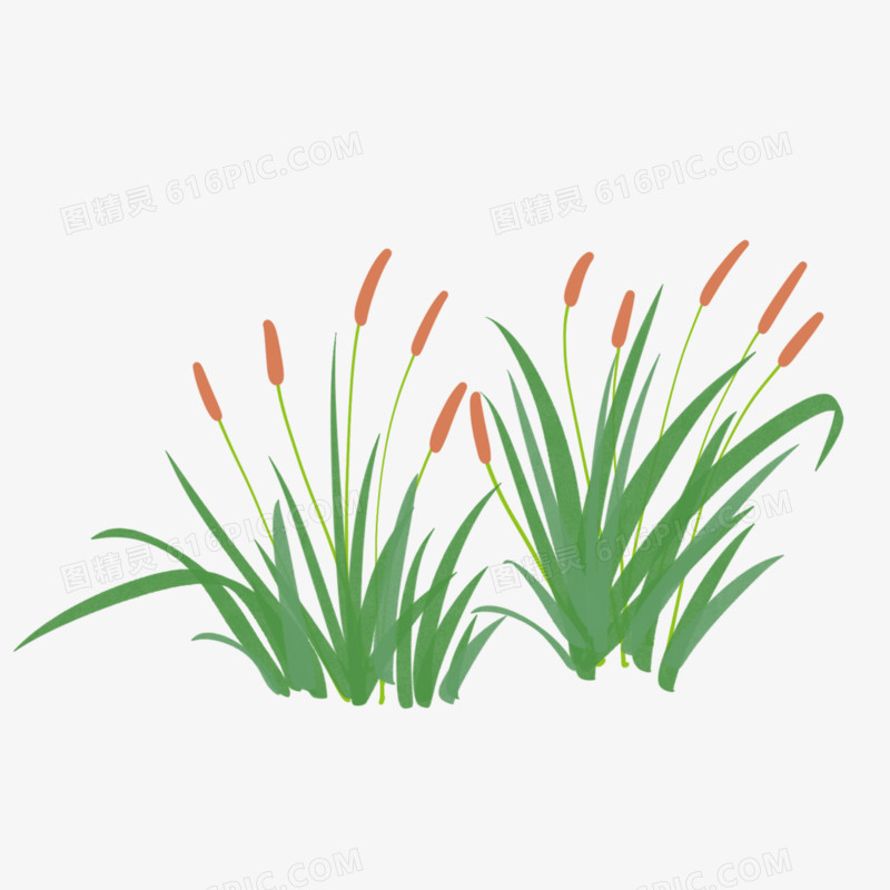 卡通手绘植物芦苇小元素