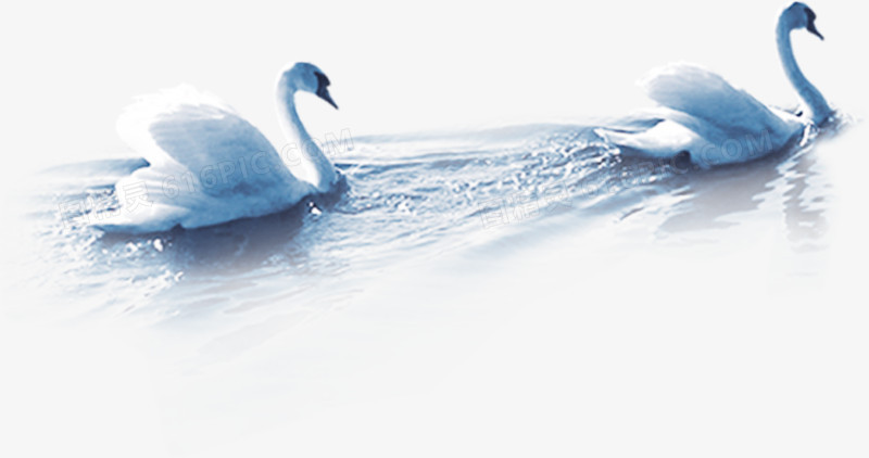 高清湖里里白天鹅