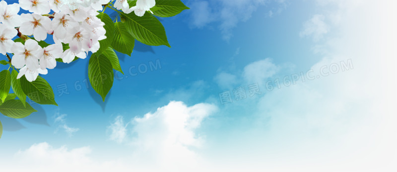 茉莉花树蓝天白云素材