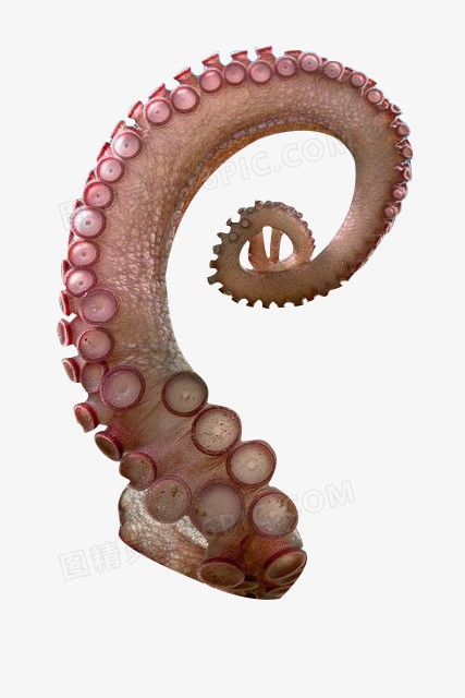 粉色螺旋章鱼触角素材吸盘