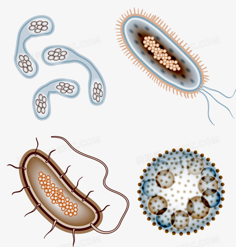 各种细菌