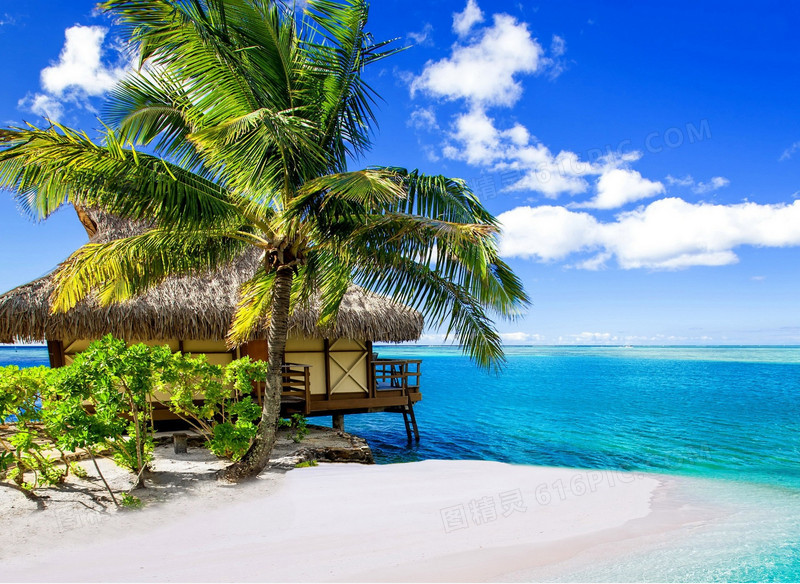高清海边椰子树天空摄影