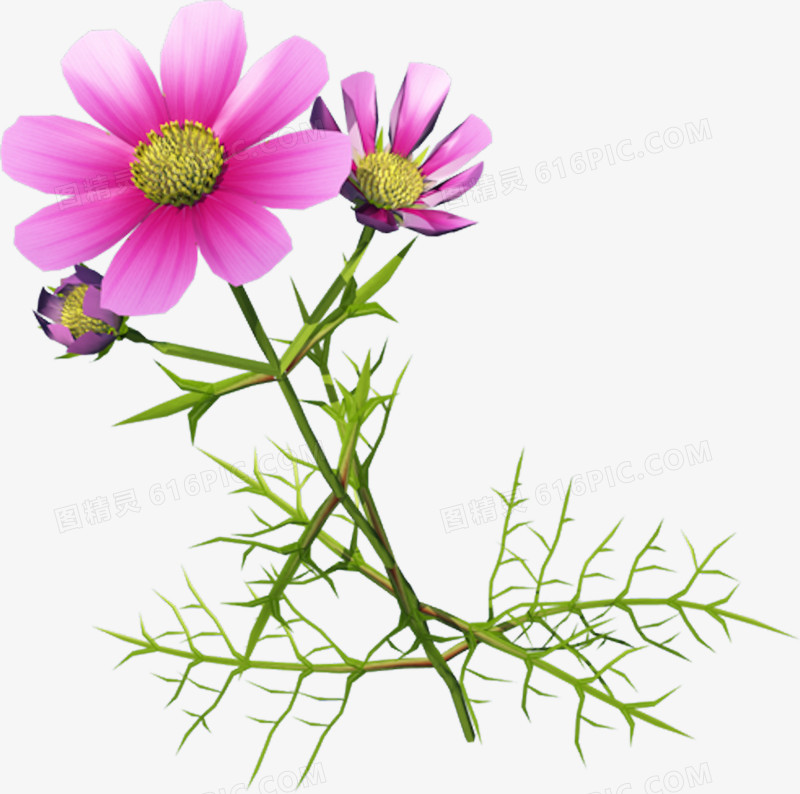 唯美花卉图片抽象鲜花图片  精美紫色野菊花