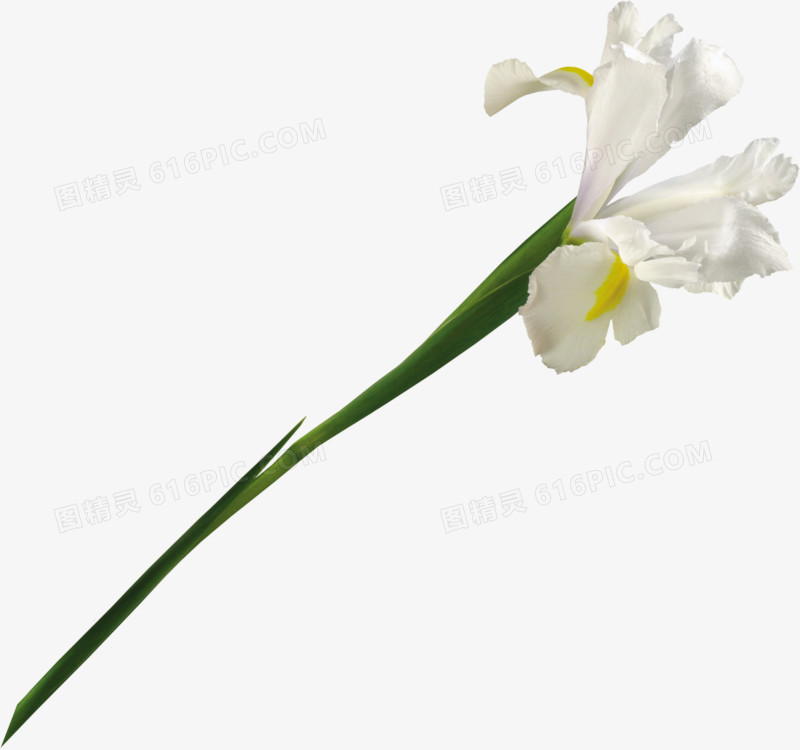 植物花卉素材绿植花卉  精美白色花束