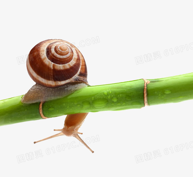 竹子上的蜗牛