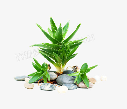 植物