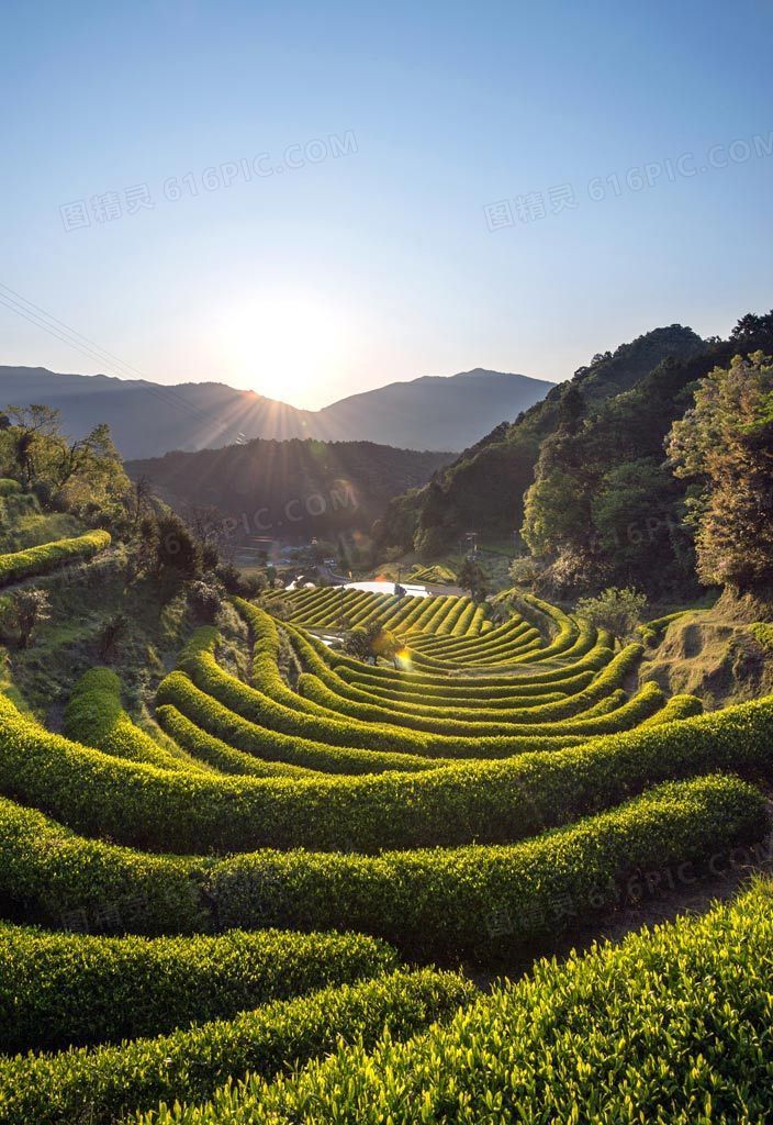 茶树山坡日出光照图