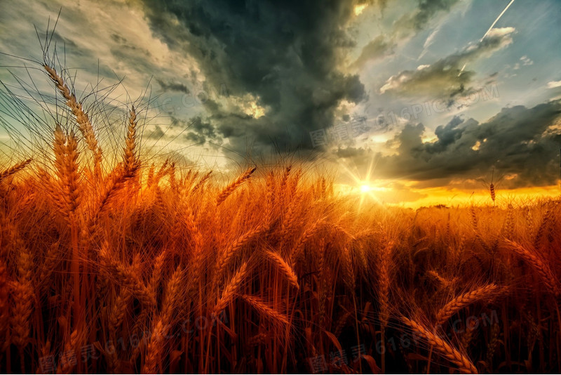 室外场景小麦天空环境渲染黄色光效
