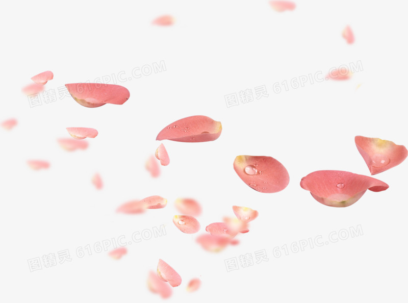 粉红玫瑰水滴花朵