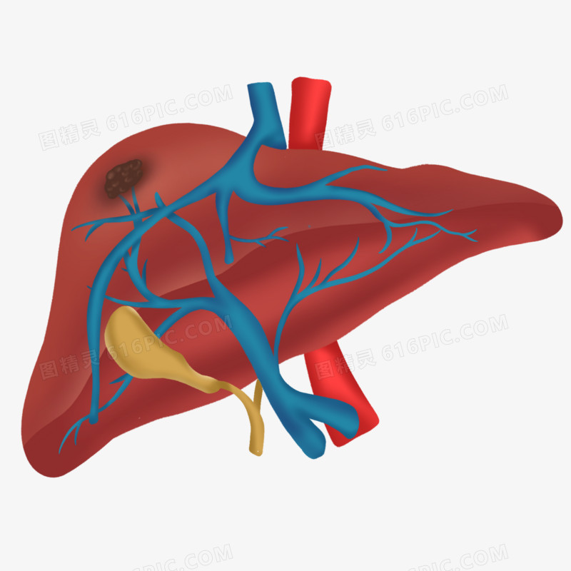 卡通手绘肝癌元素