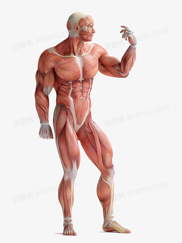 肌肉人体解剖高清免扣素材