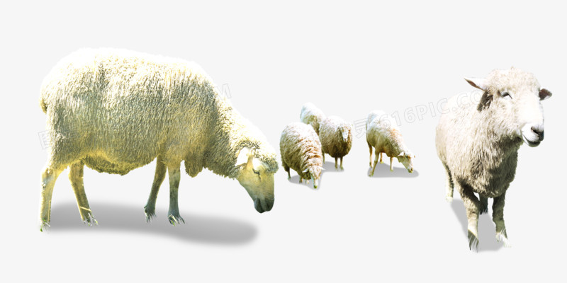 低头的羊群