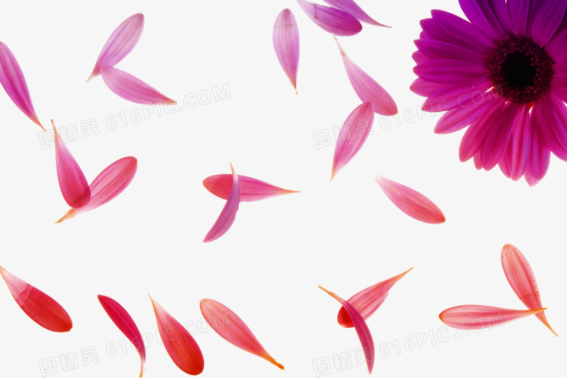 漂浮的花瓣