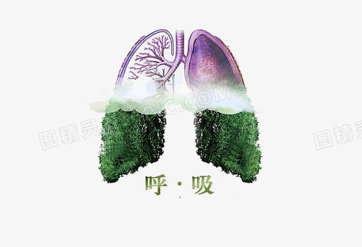 呼吸的肺