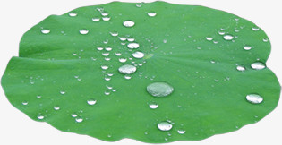 春天绿色荷叶上的水滴