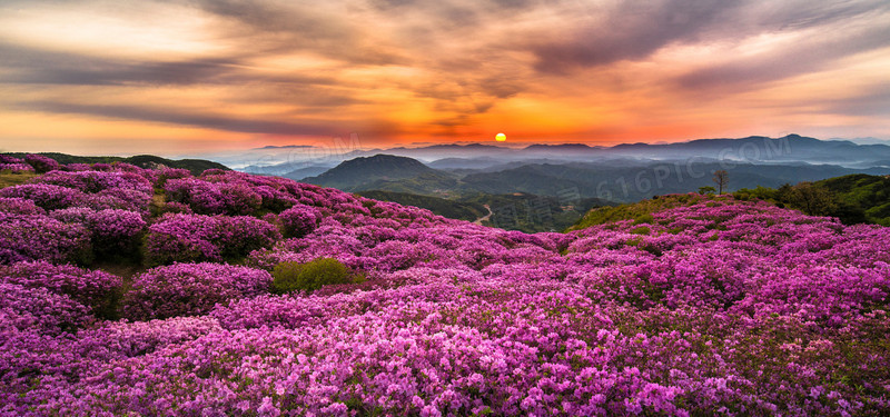 夕阳鲜花背景