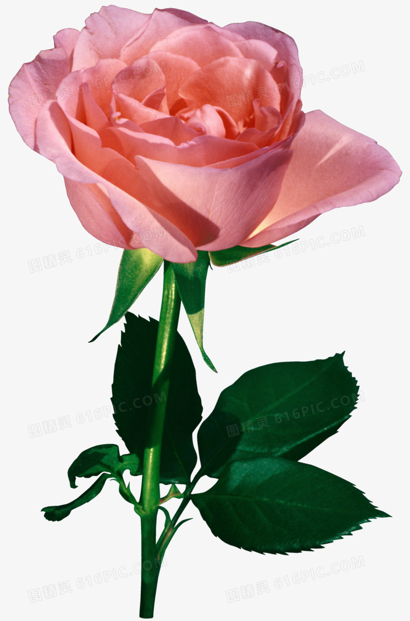 鲜花psd素材鲜花相框素材 粉色玫瑰花