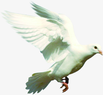 白色羽毛高清和平鸽
