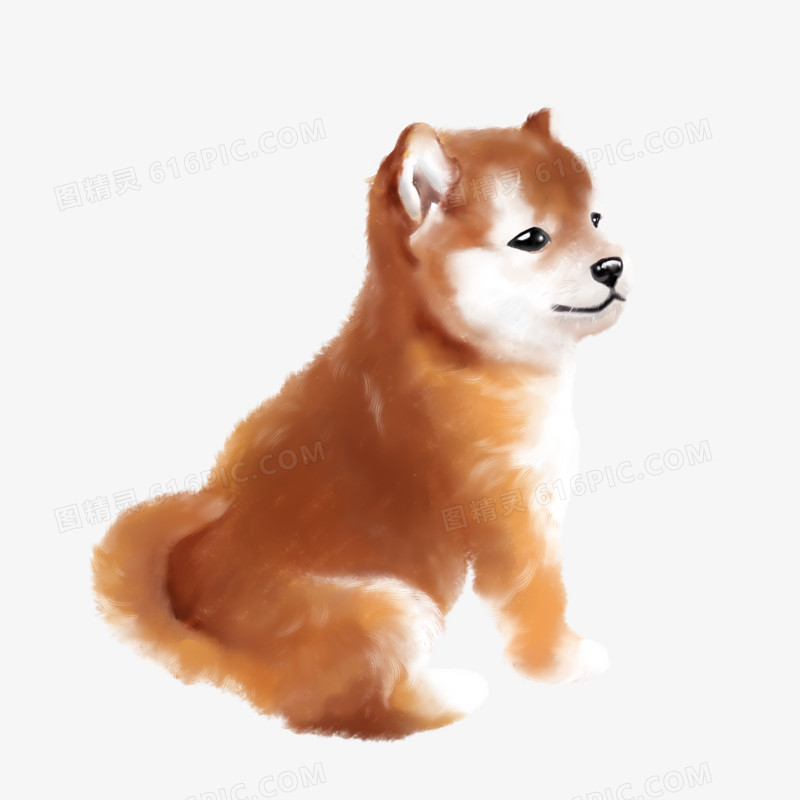 手绘插画厚涂写实柴犬免抠素材