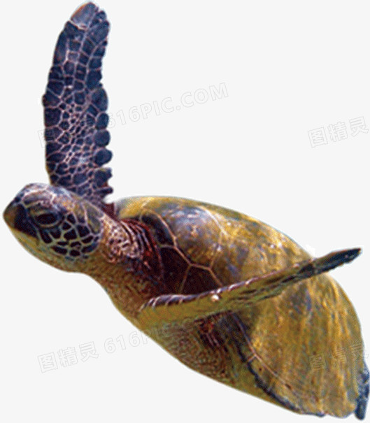 游动的大海龟