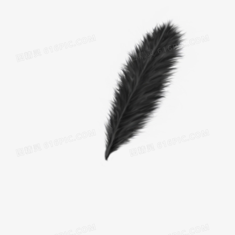 精美彩色羽毛设计黑色羽毛