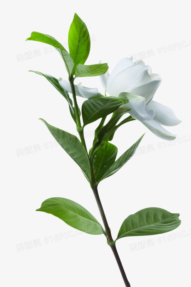 白色清新茶花花朵