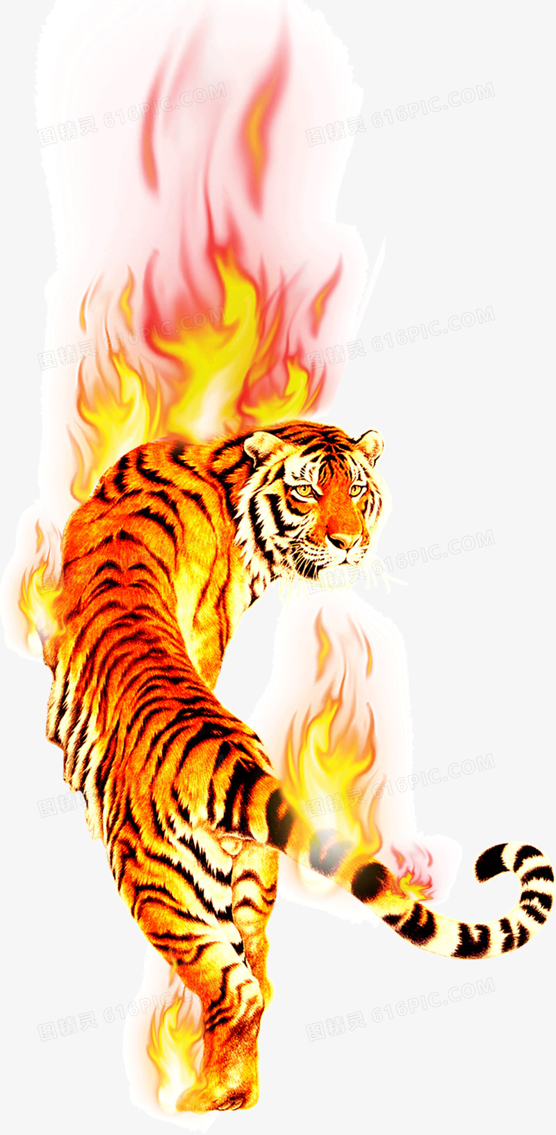 燃烧的大老虎