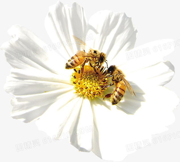春天清新白色花朵蜜蜂