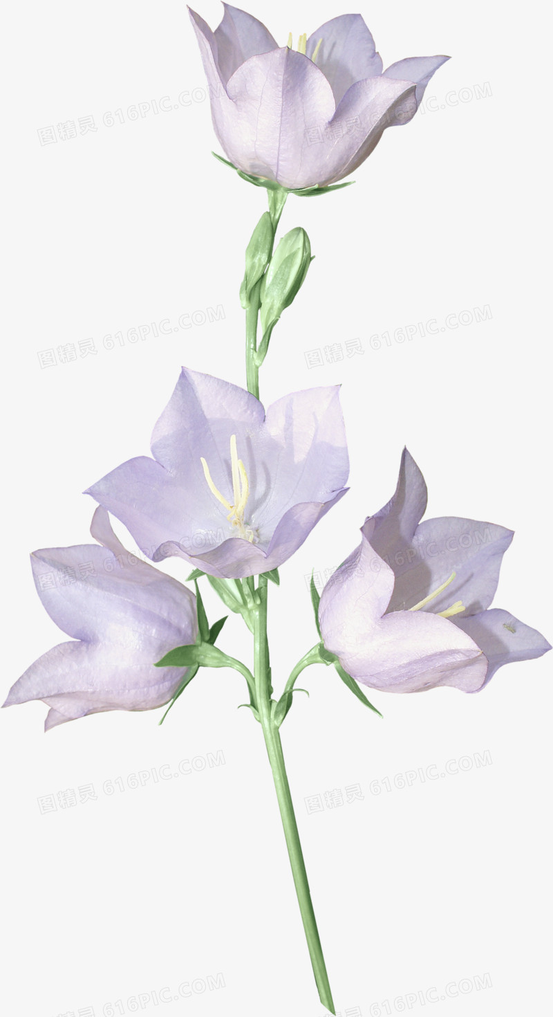 漂浮花朵