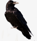 黑色羽毛高清小鸟装饰