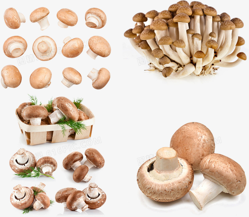 各种品种的蘑菇