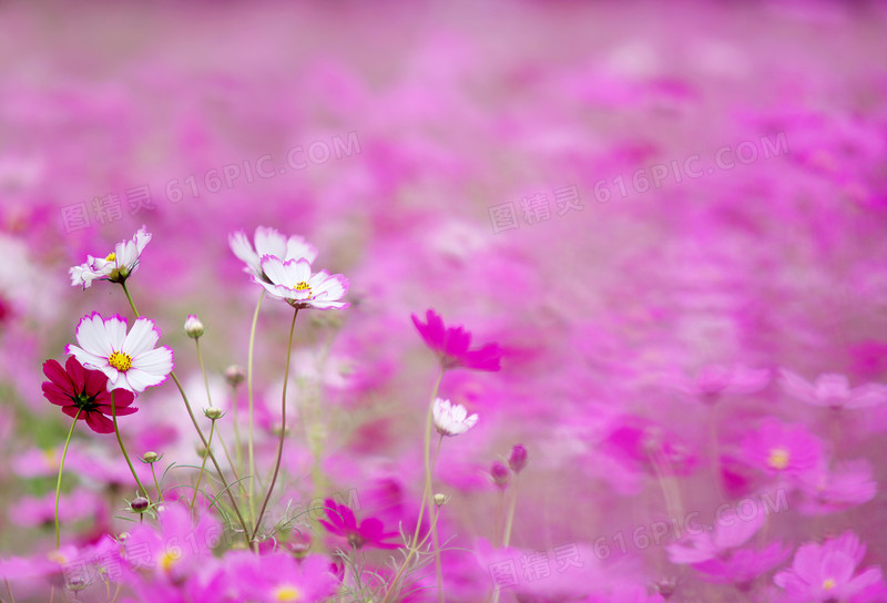 高清鲜花摄影