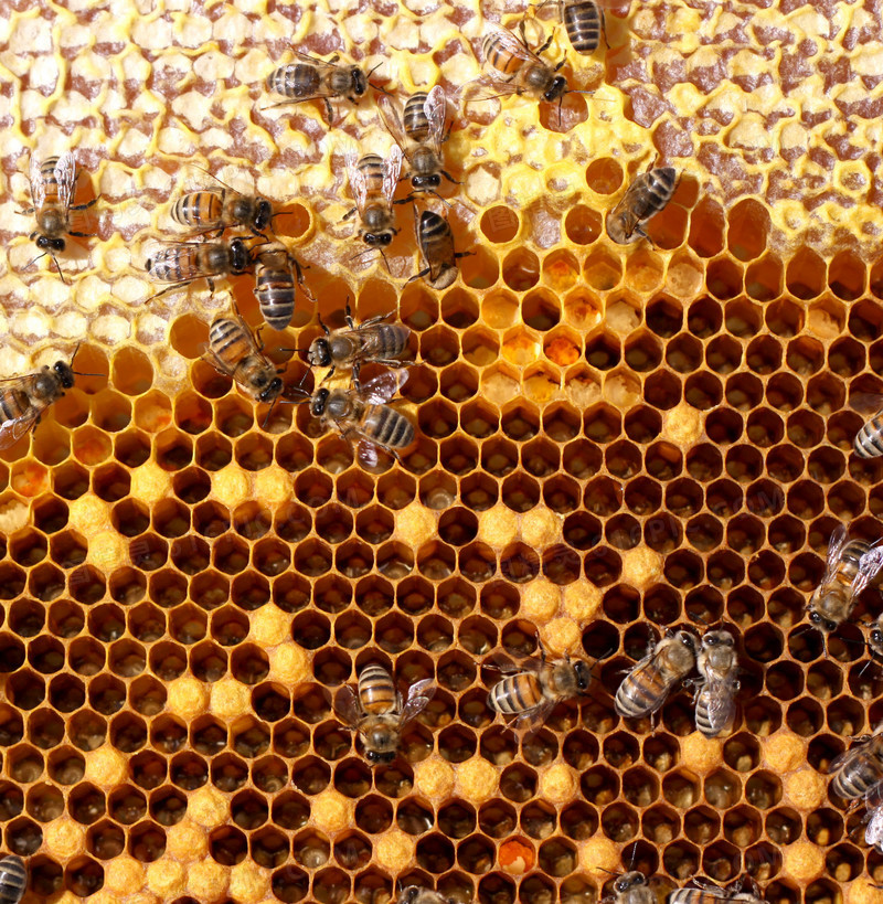 蜂窝上忙碌的蜜蜂