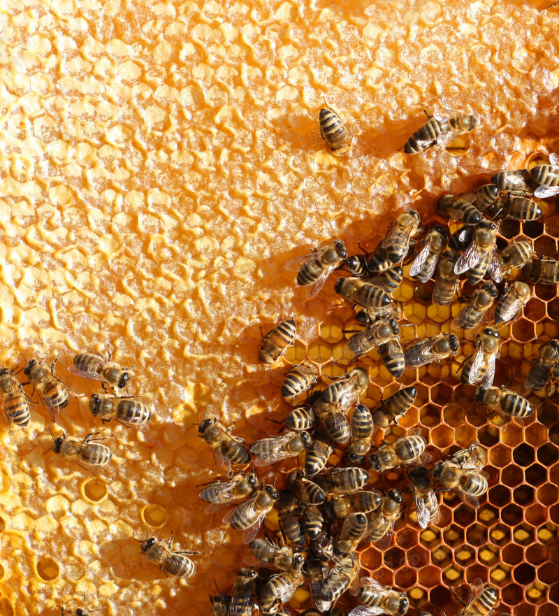 忙着采蜜的蜜蜂